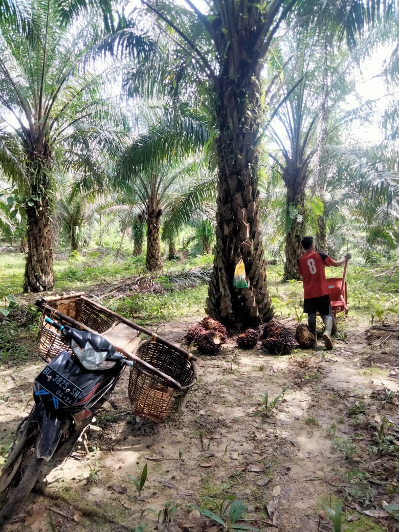 Perkebuanan Sawit