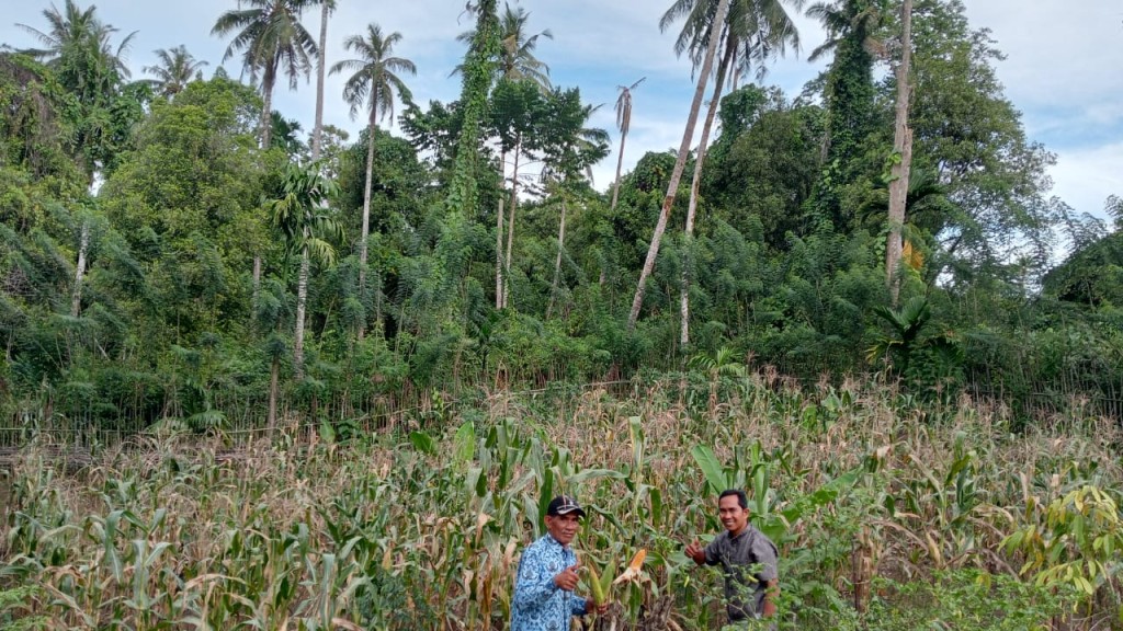 Perkebunan Jagung
