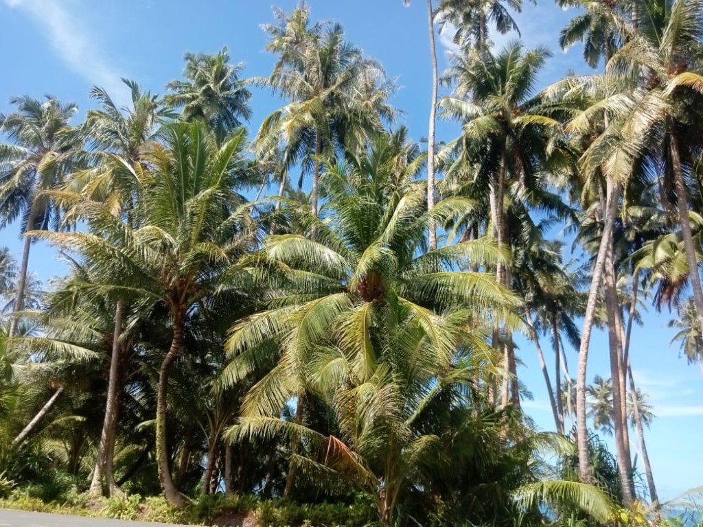 Perkebunan Kelapa