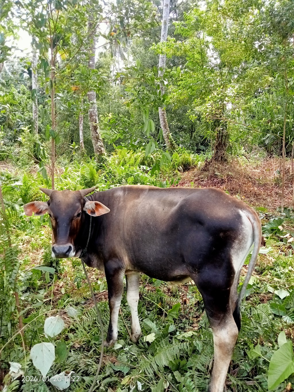 Perternakan Sapi